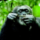 Illustration for article titled Chimpanzee
